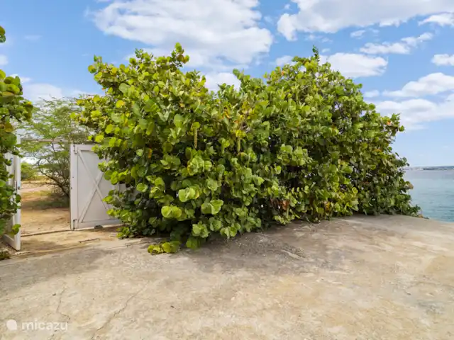 Port Bonaire - Piscina, mar y tienda de buceo en Bonaire, Bonaire, Kralendijk - apartamento Puerta a la playa de Te Amo