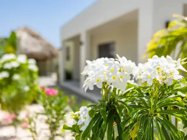 Playa Pura Vida Mambo en Curazao, Banda Arriba (este), Mambo Beach - villa Exterior/jardín