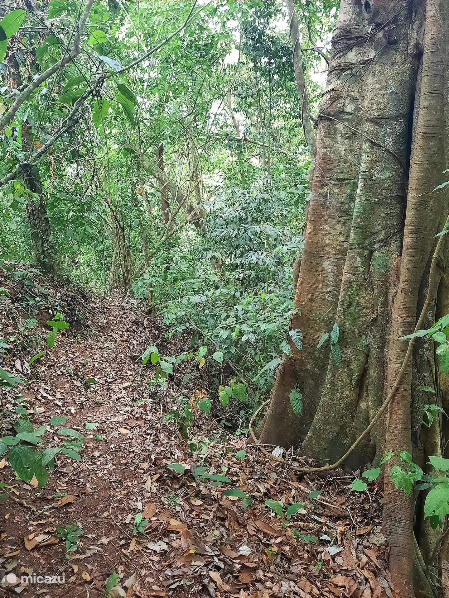 Explore nuestro propio Sendero de tucanes con monos arriba en los árboles