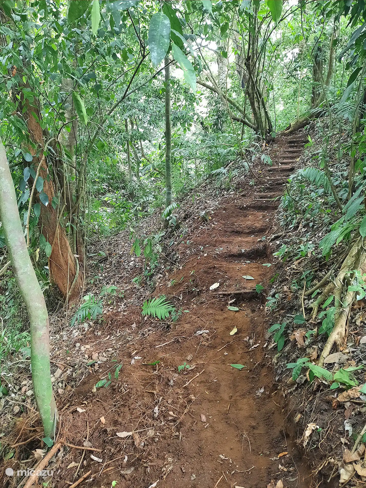 Explore nuestro propio Sendero de tucanes con monos arriba en los árboles