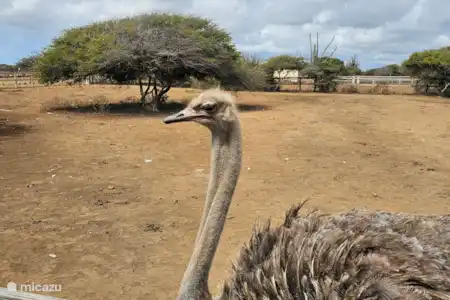 Ferme d’autruches- Ferme d’autruches