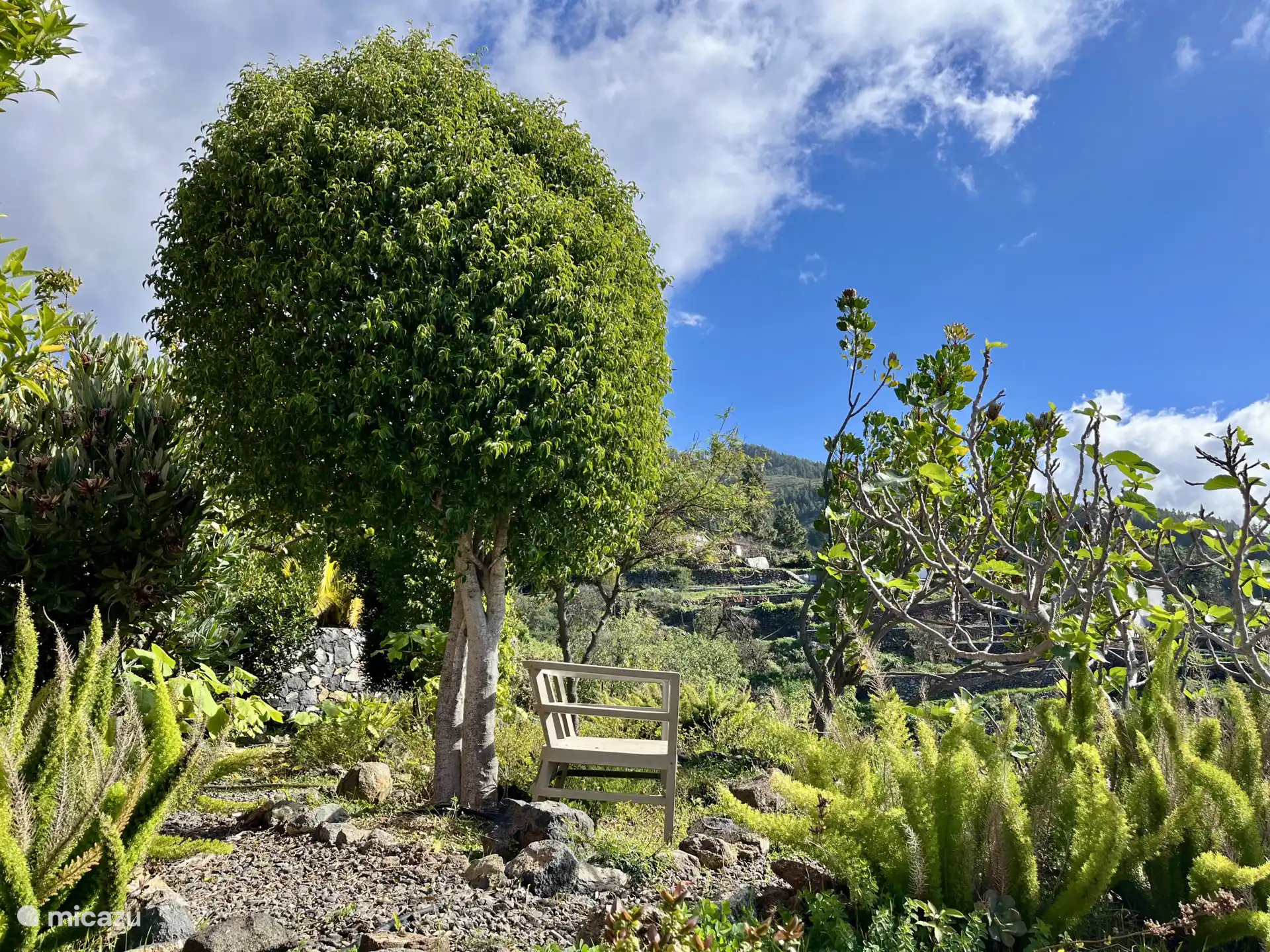 Der Garten ist voll von schönen Blumen, Palmen und Mandel-, Mango- und Olivenbäumen. Pflücken ist erlaubt!