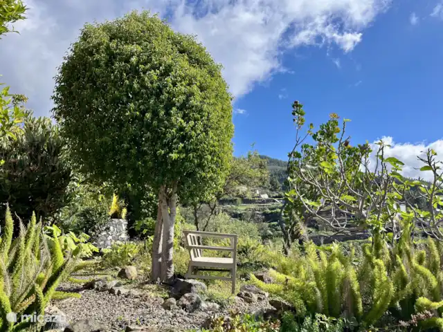 Villa Buenavista | Espagne, La Palma, Tijarafe - villa Le jardin regorge de belles fleurs, de palmiers et d’amandiers, de manguiers et d’oliviers. La cueillette est autorisée !