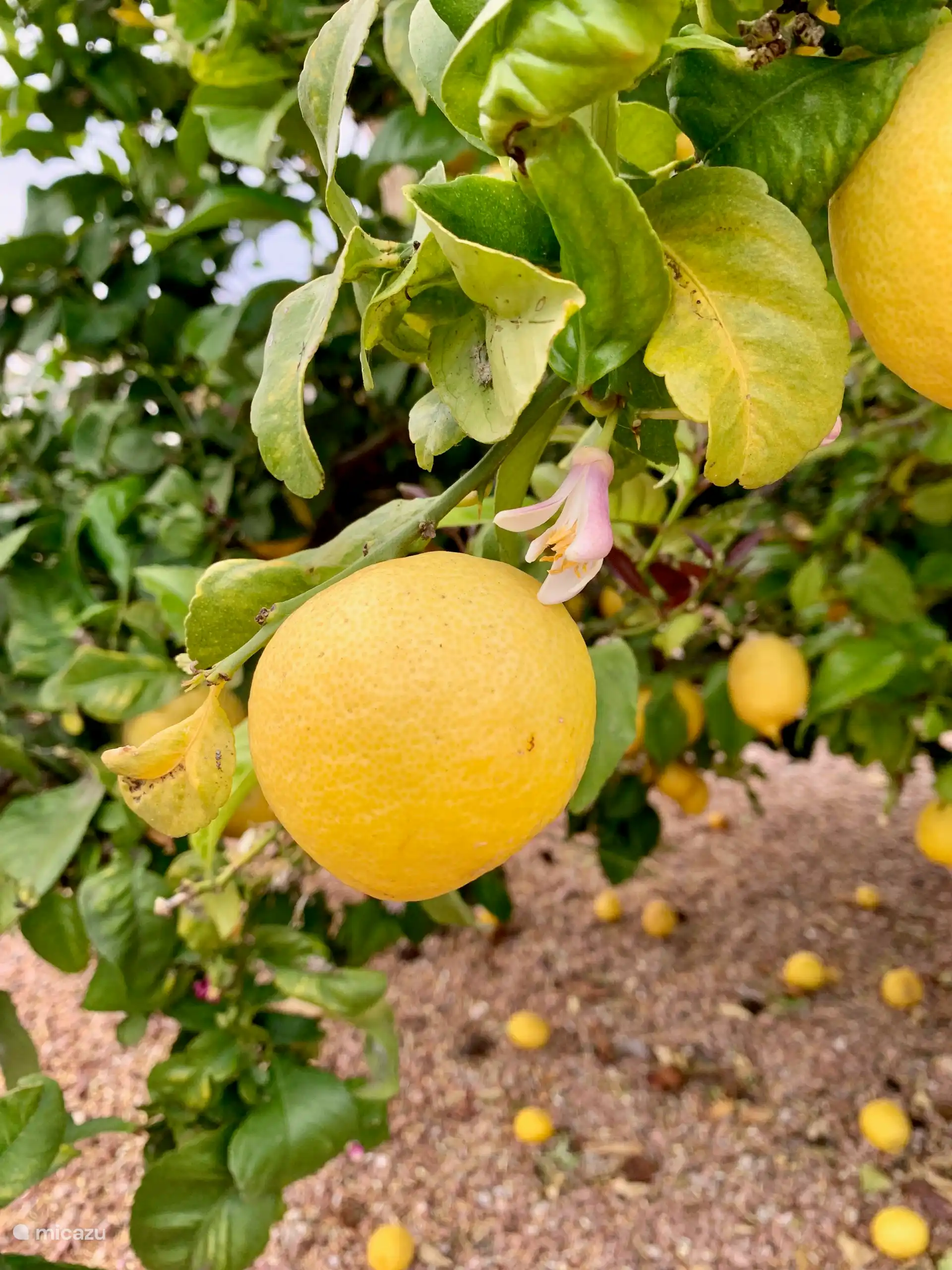 Viel Obst, neben Zitrusfrüchten auch Orangen, Pfirsiche und Feigen