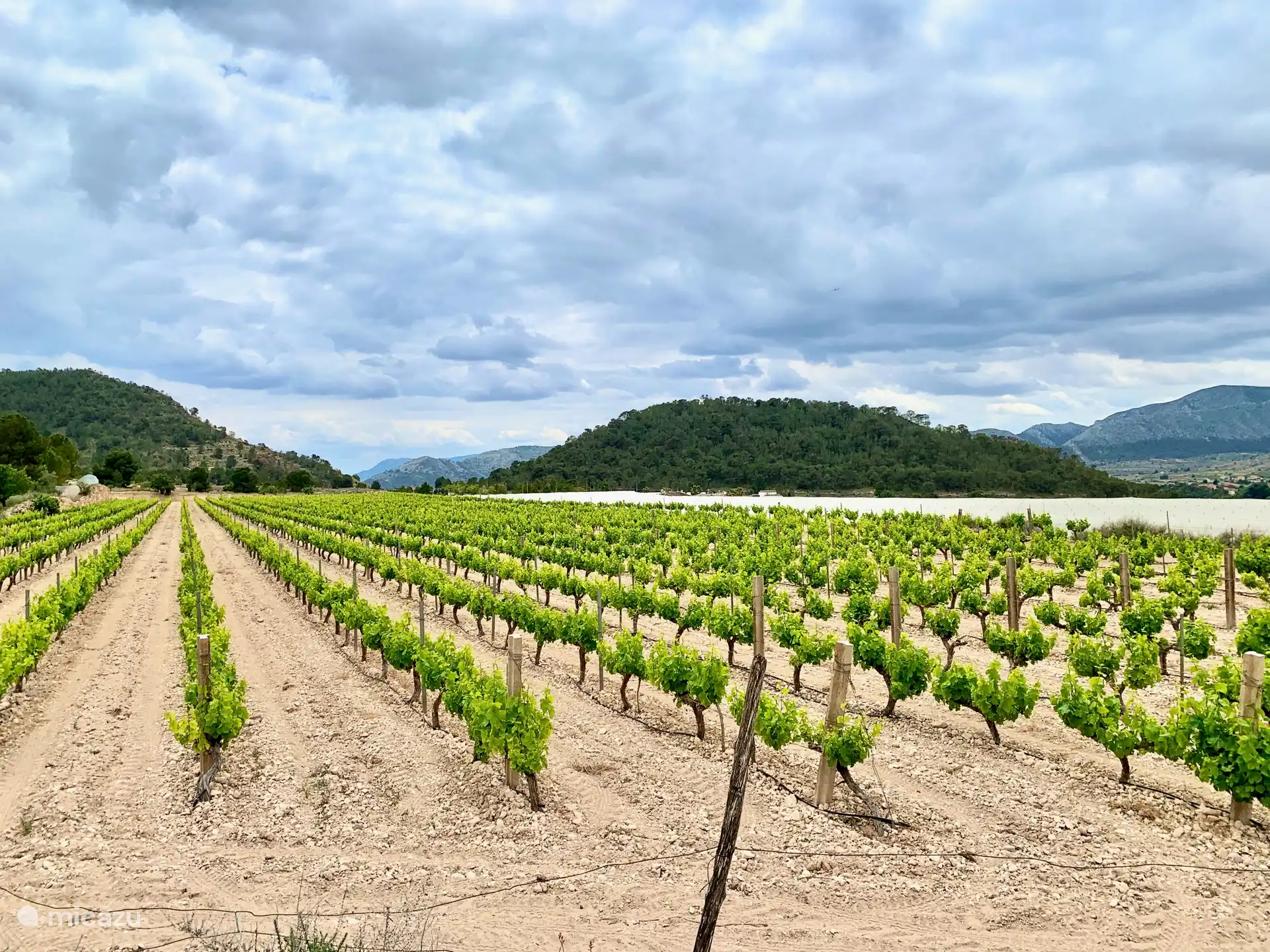 Gebiet mit vielen Weinreben