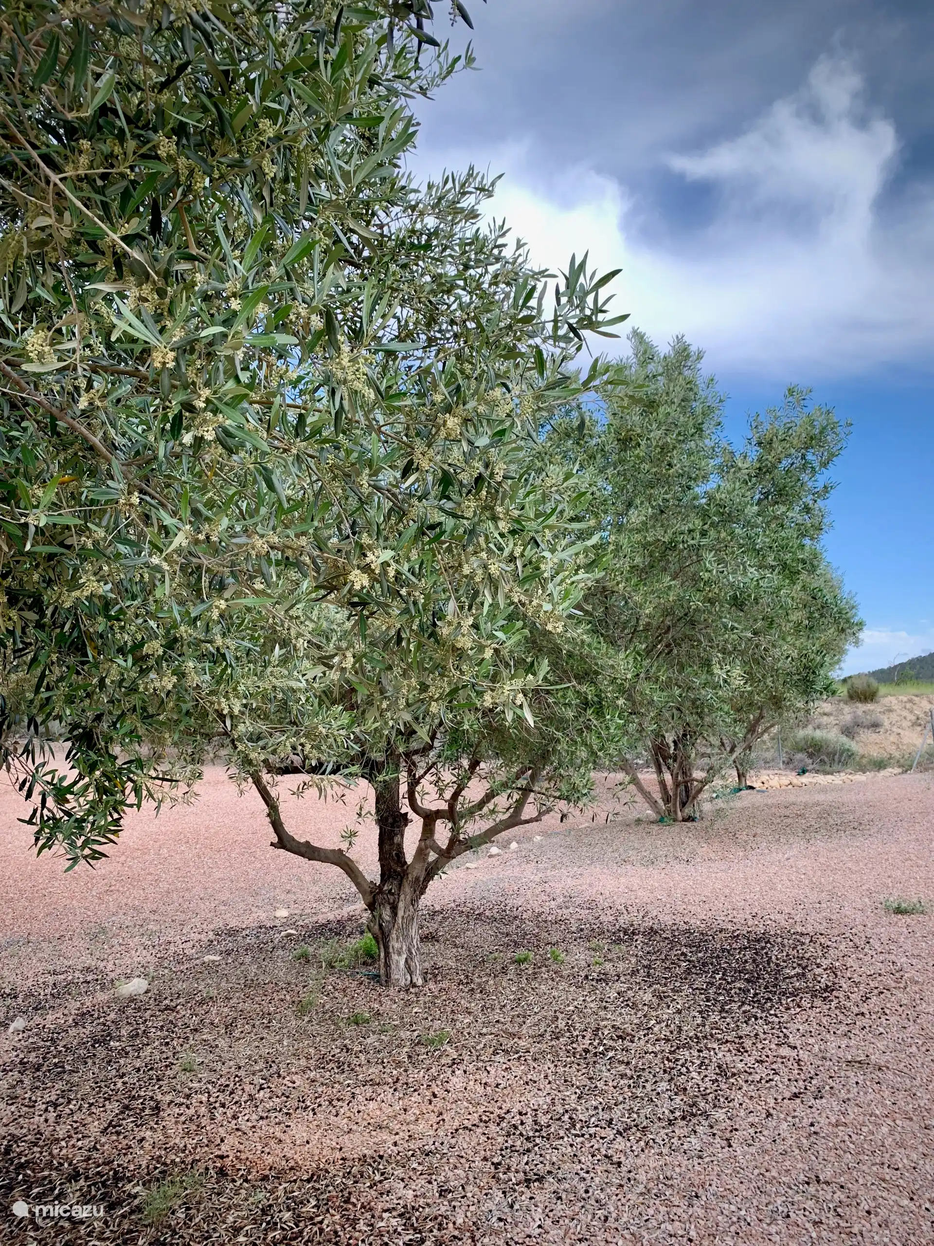 Unser Garten ist von vielen Olivenbäumen umgeben