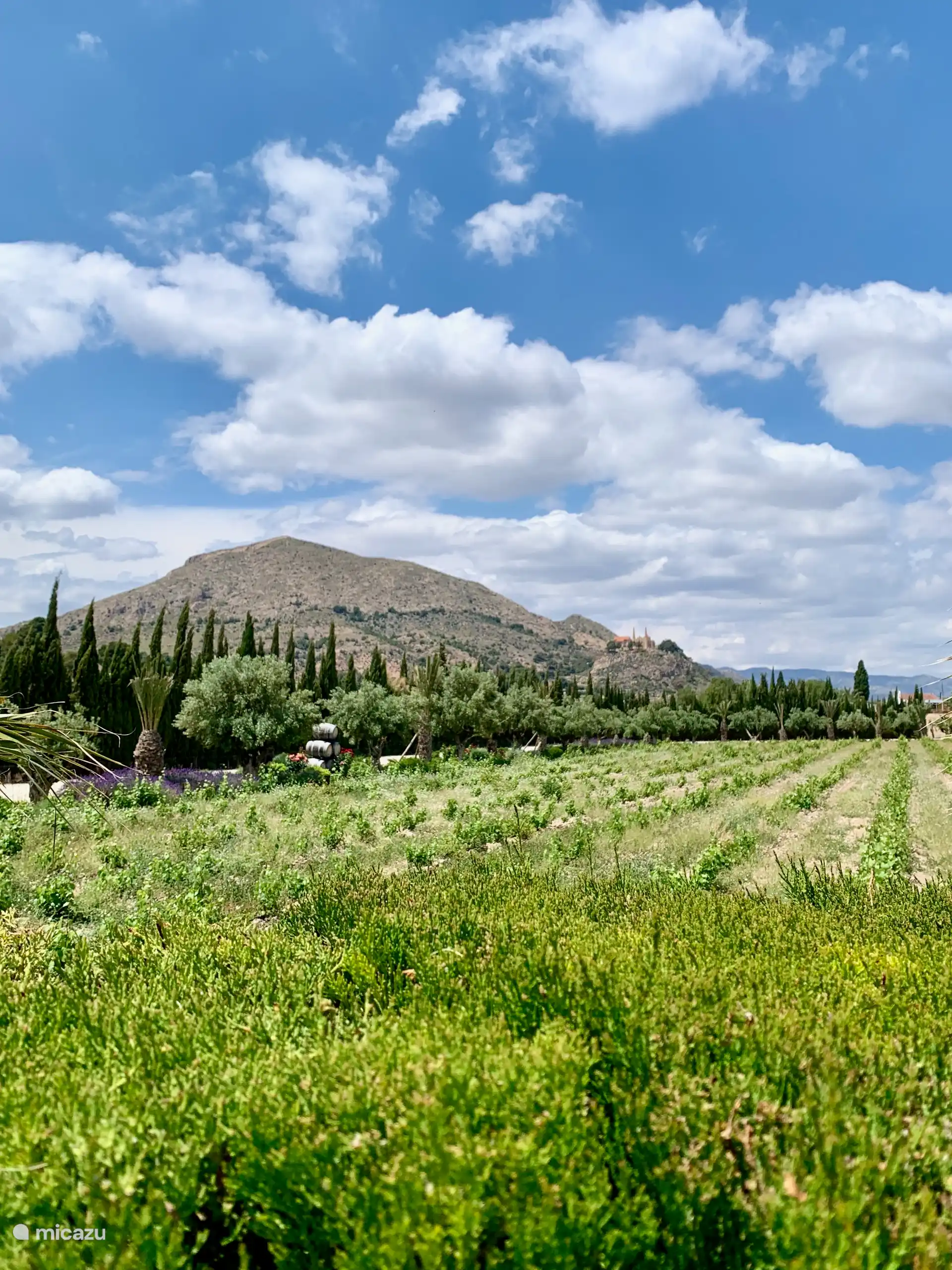 Viel Grün und Trauben in der Umgebung