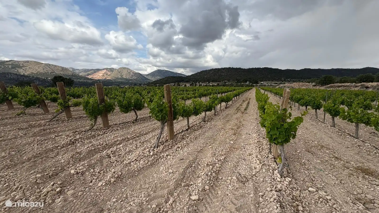 Mehrere Weinberge voller Trauben sind nur einen kurzen Spaziergang entfernt