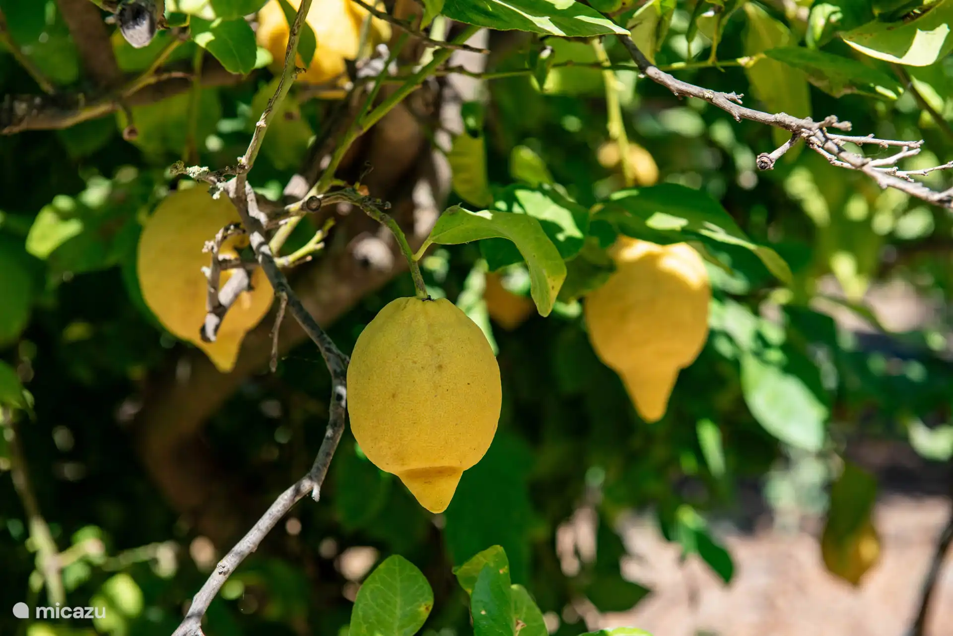 Zitronen aus dem eigenen Garten