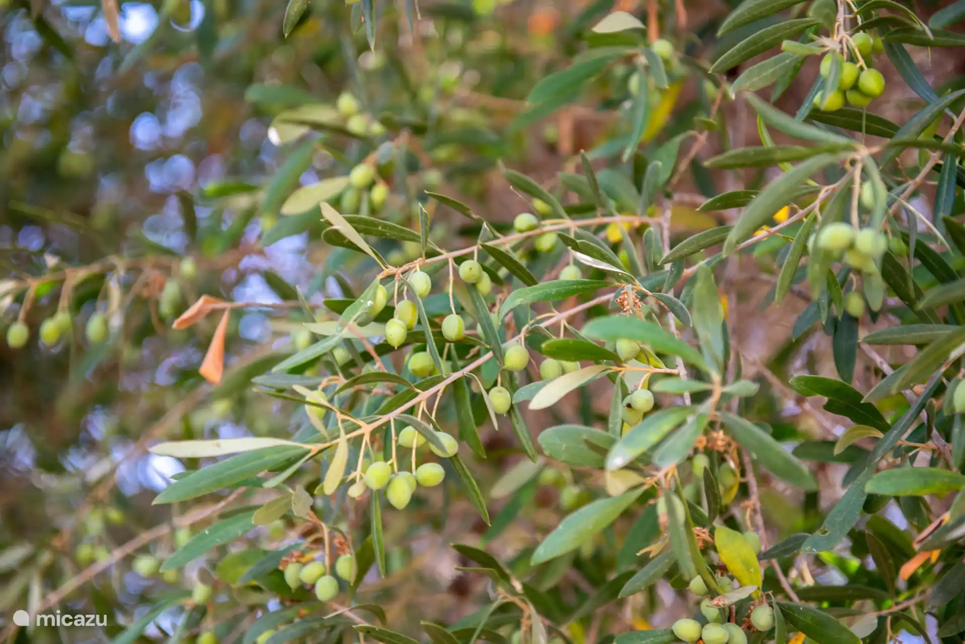 Oliven aus dem eigenen Garten