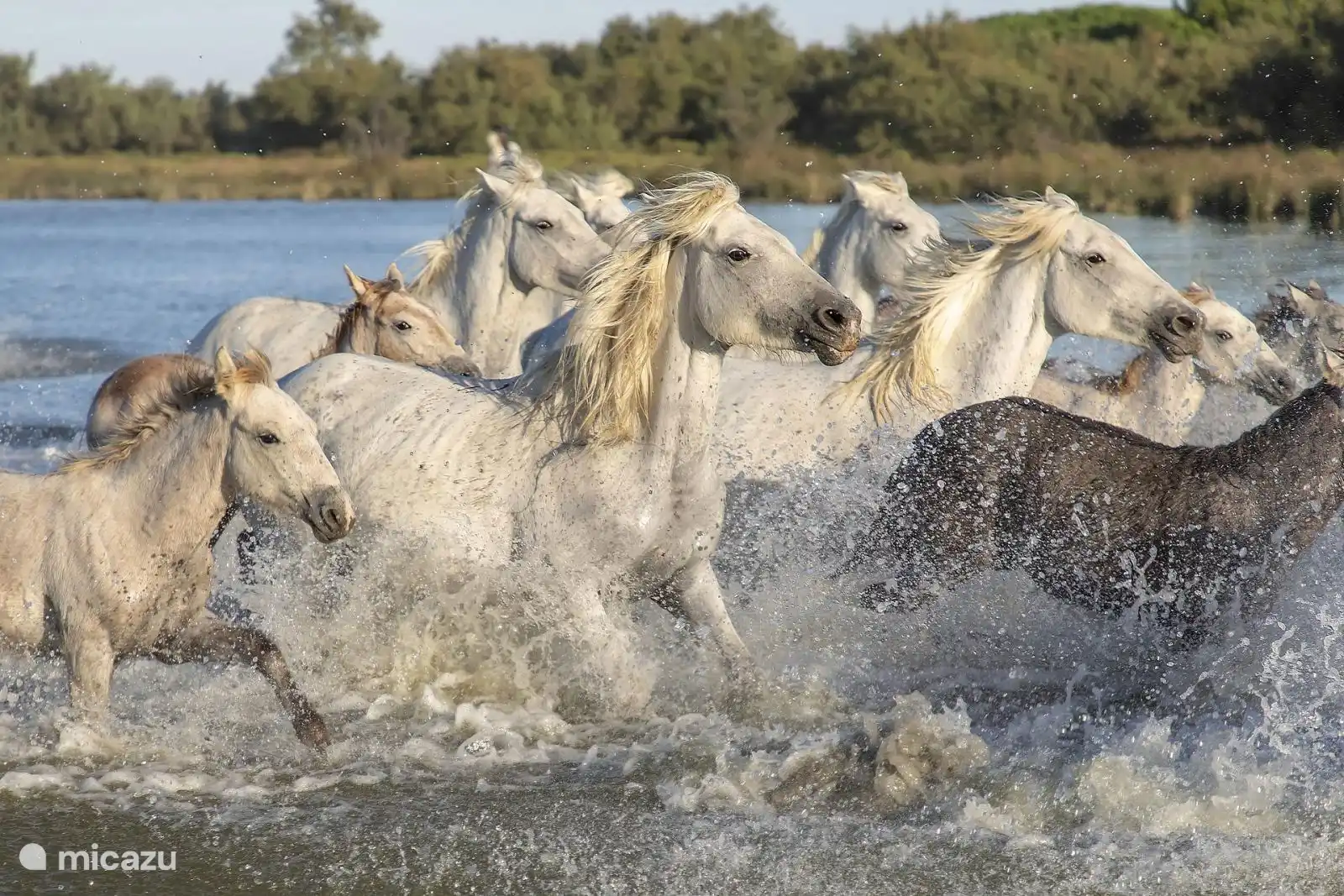 de paarden van de Camargue