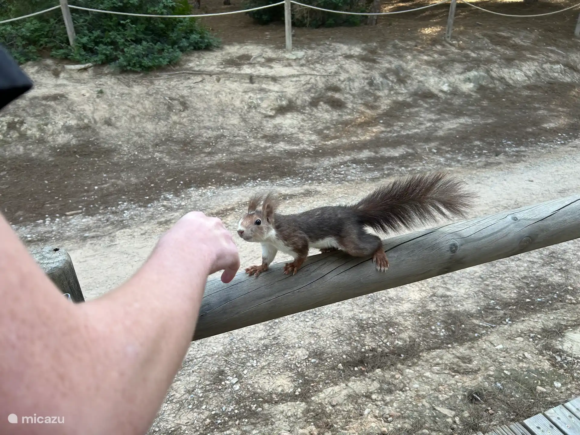 Après une agréable promenade dans le parc, les écureuils viendront automatiquement vous chercher des friandises. Ils mangent directement dans ta main.