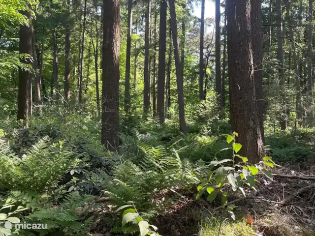 Boshuisje Lochem - Pas de soucis in Nederland, Gelderland, Lochem - vakantiehuis