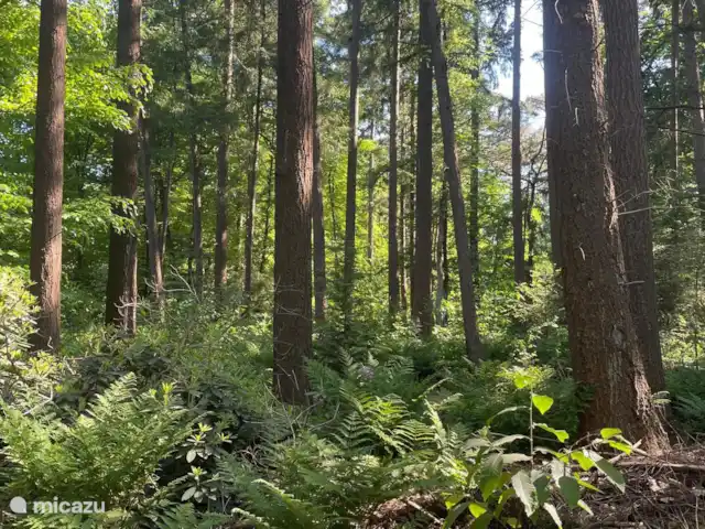 Boshuisje Lochem - Pas de soucis in Nederland, Gelderland, Lochem - vakantiehuis