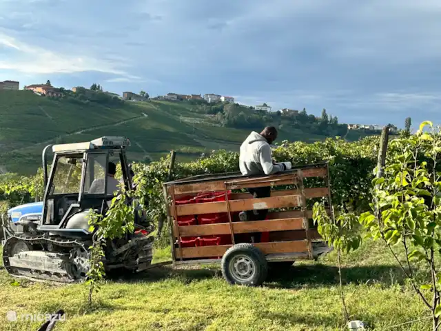 Bricco Aivè Belvedere - Réservé aux adultes | Italie, Piémont, Costigliole d'Asti - appartement Moisson!
