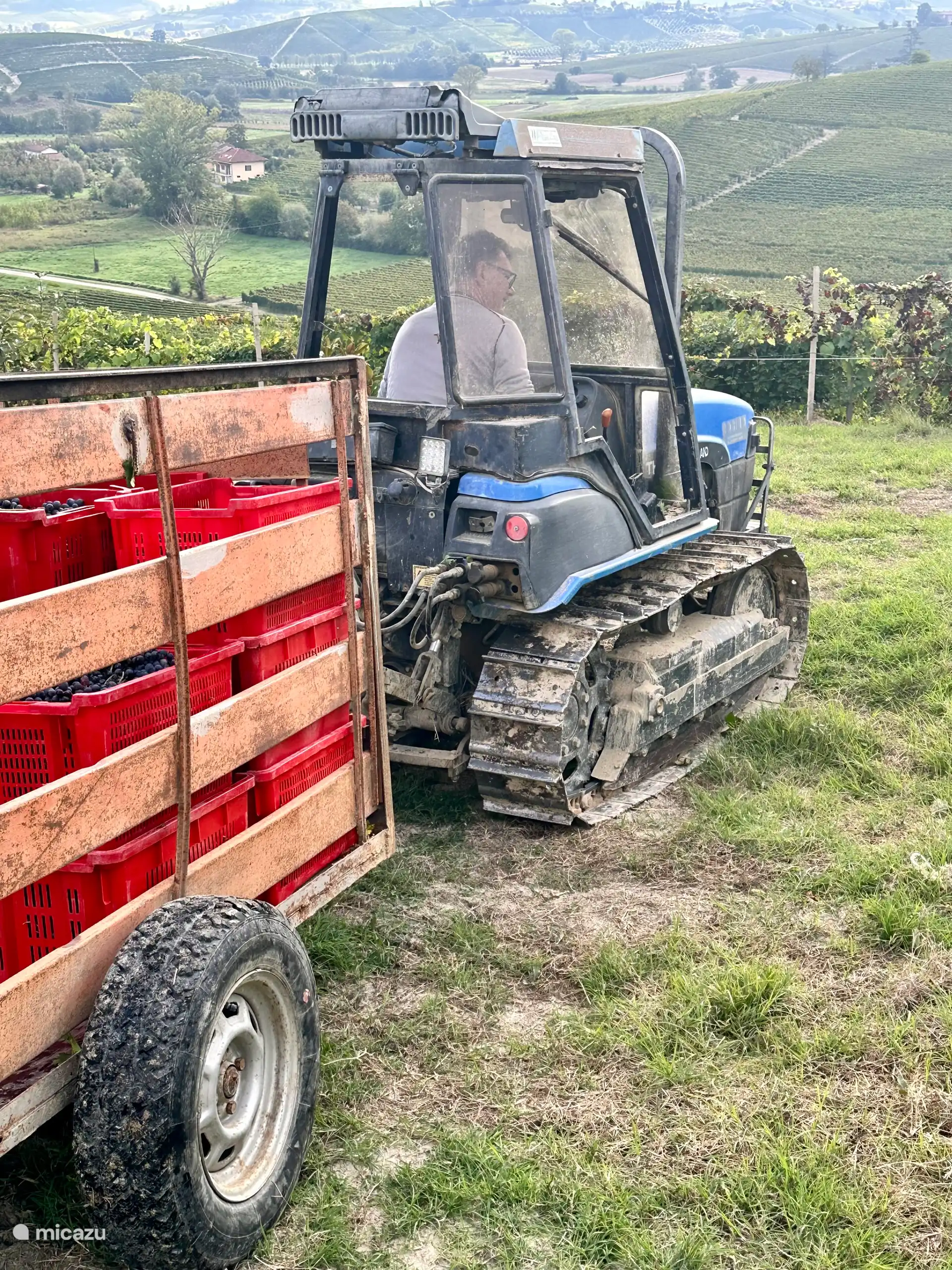 Durante la época de cosecha