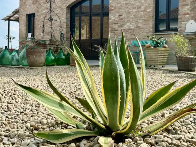 Bricco Aivè Belvedere - Réservé aux adultes | Italie, Piémont, Costigliole d'Asti - appartement Notre jardin