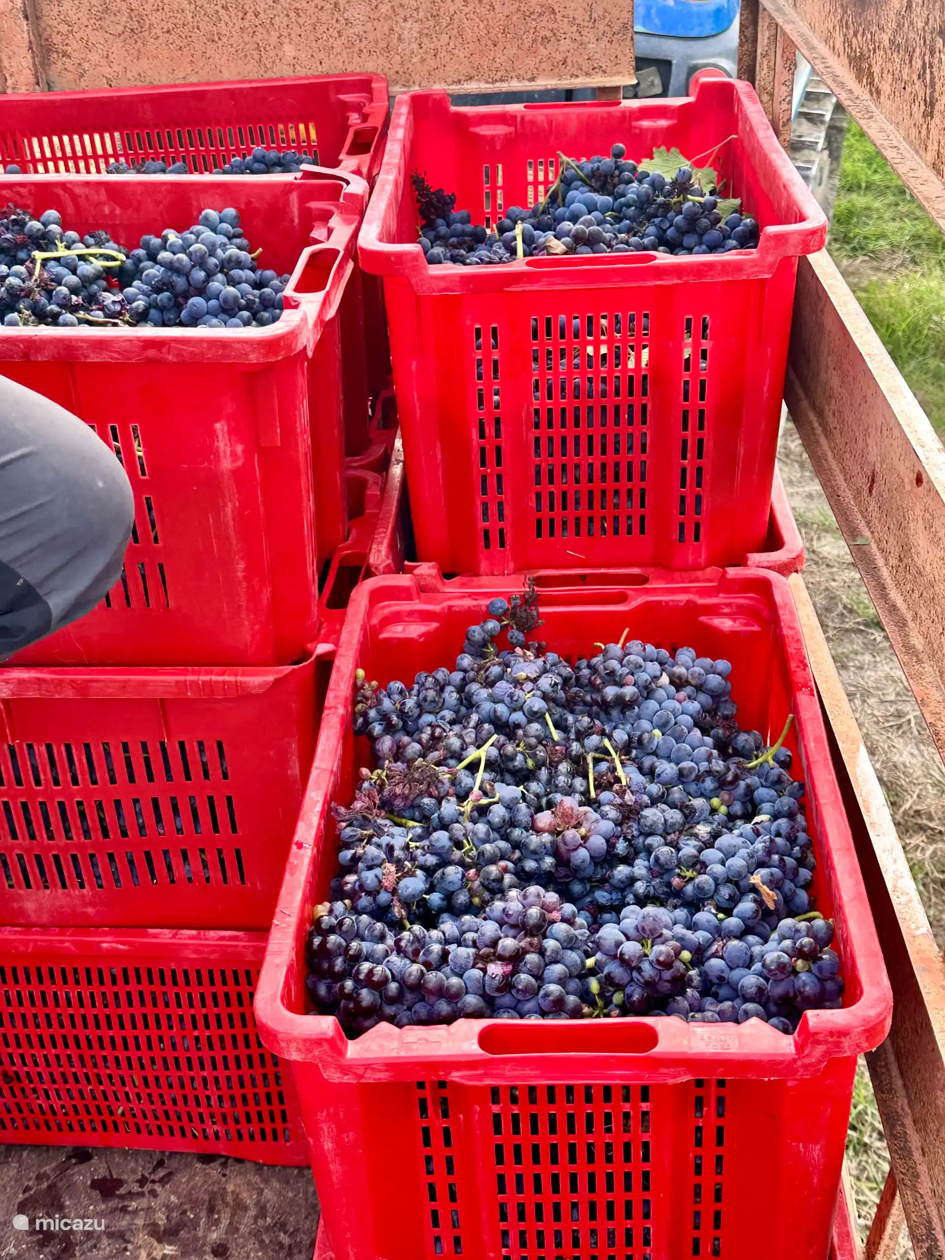 ¡Vino Barbera en preparación!