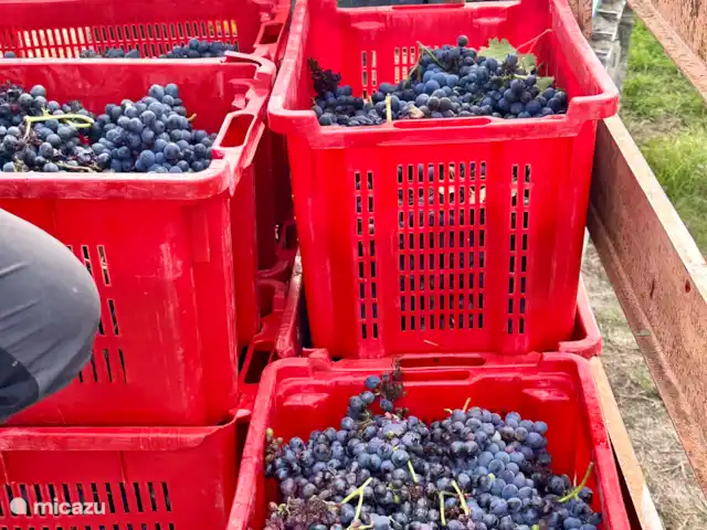 Bricco Aivè Belvedere - Réservé aux adultes | Italie, Piémont, Costigliole d'Asti - appartement Vin Barbera en préparation !