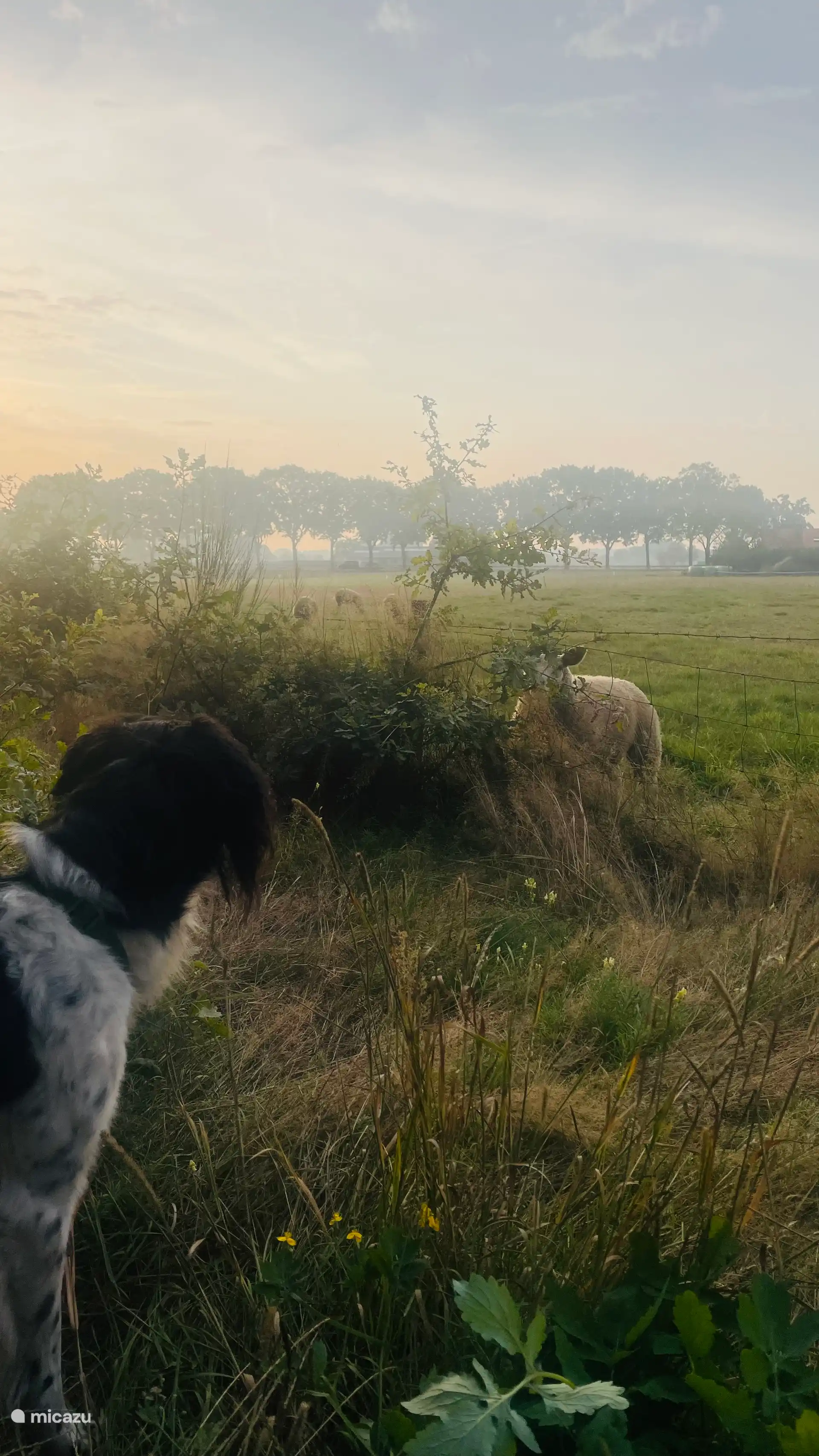 Von De Boskeet aus können Sie durch Wälder und entlang von Wiesen wandern.