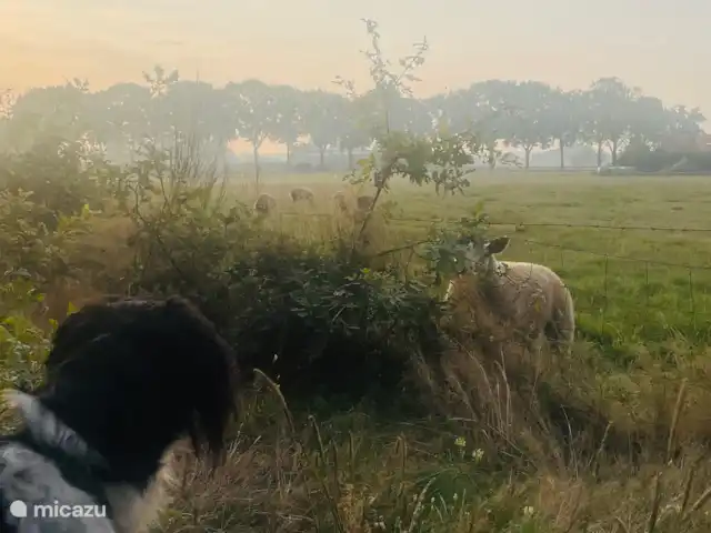 Le Boskeet | Pays-Bas, Limbourg, Meijel - maison de vacances De Boskeet, vous pouvez vous promener à travers la forêt et le long des prairies.