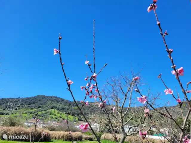 studio huren in Spanje, Andalusië, Cortés de la Frontera – Finca La Rana Verde - Studio Ana Uitzicht vanuit de tuin