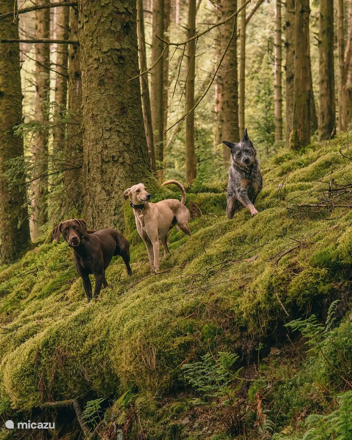 Spaziergang mit den Hunden