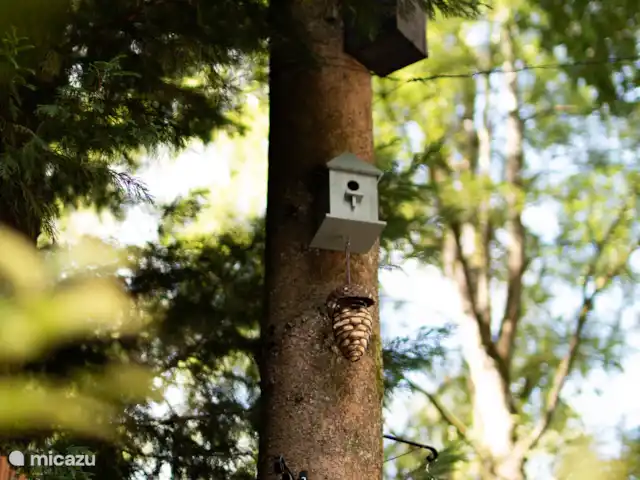 Nido de 't Veluws - Hoenderloo  en Países Bajos, Güeldres, Hoenderloo - chalet Pajareras