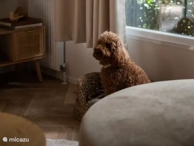 Nido de 't Veluws - Hoenderloo  en Países Bajos, Güeldres, Hoenderloo - chalet Perros bienvenidos