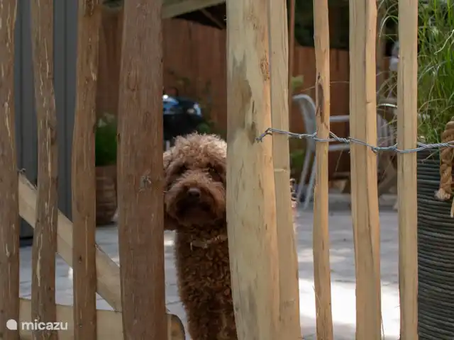 Nido de 't Veluws - Hoenderloo  en Países Bajos, Güeldres, Hoenderloo - chalet Jardín totalmente vallado