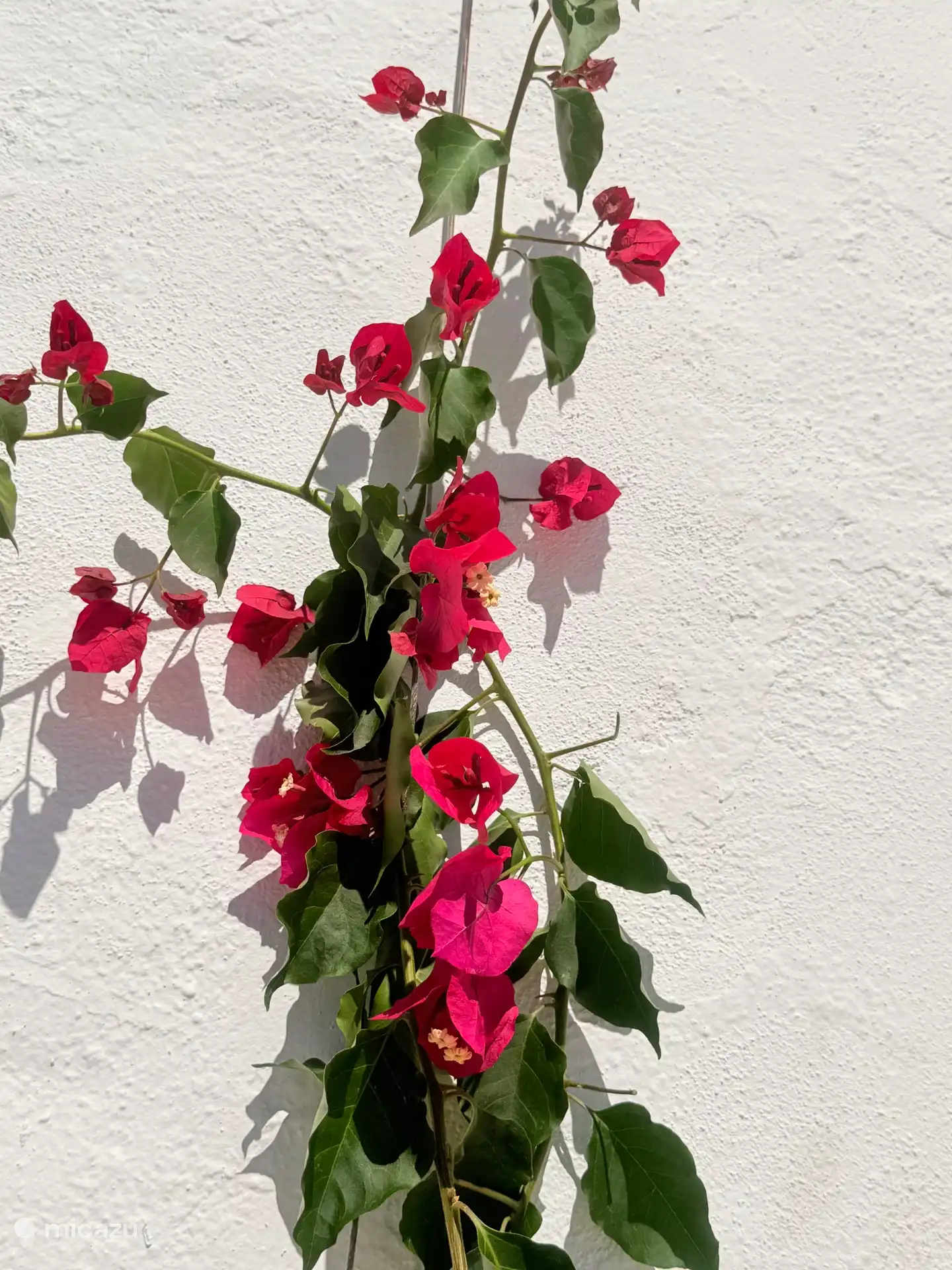 De Portugese bougainvillea moet nog groeien maar het begin is er!