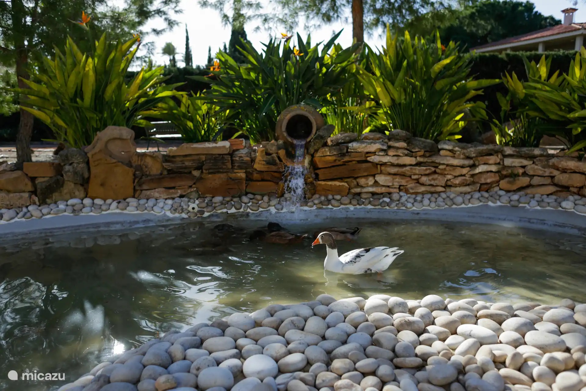 Tuinvijver met fontein die zich achter het huis bevindt.