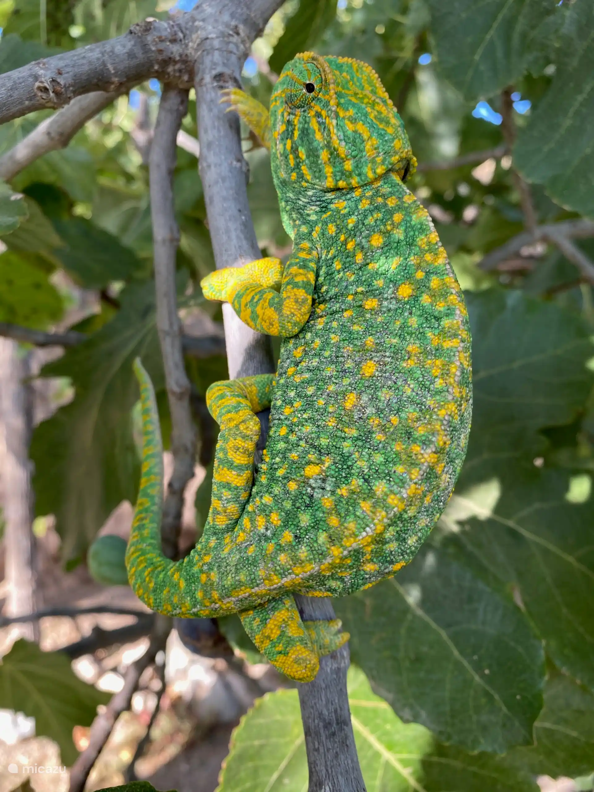 Das Chamäleon, das sich schön verfärbt und auf der Terrasse paradiert 