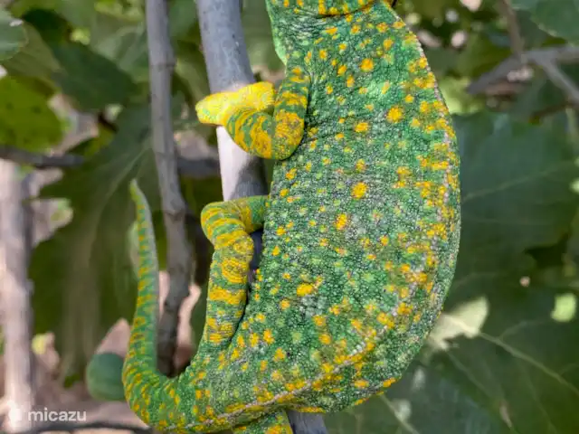 Casa Aqua Bendita  | Espagne, Costa Cálida, Aguilas - maison de vacances Le caméléon qui change magnifiquement de couleur et parade sur la terrasse