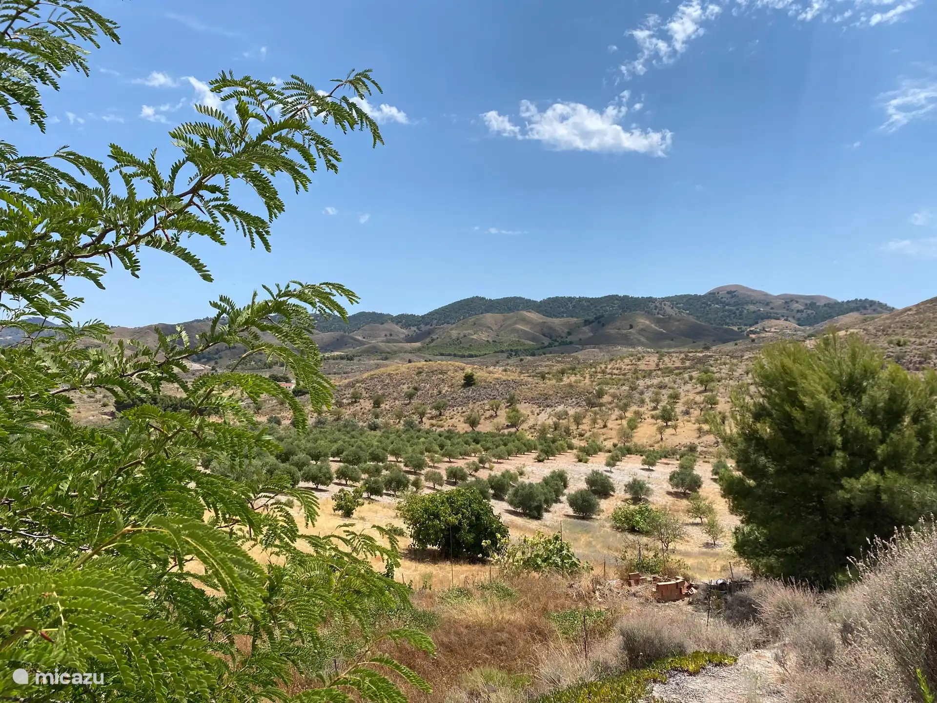 Blick auf unseren Olivenhain 