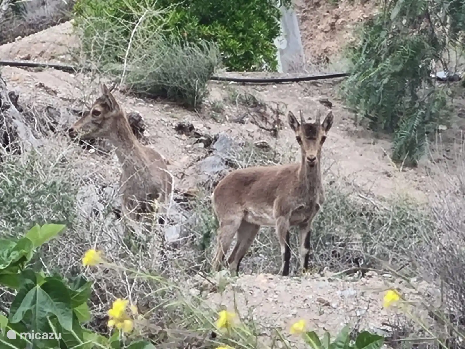 Iberische Steinböcke laufen hier frei herum. 