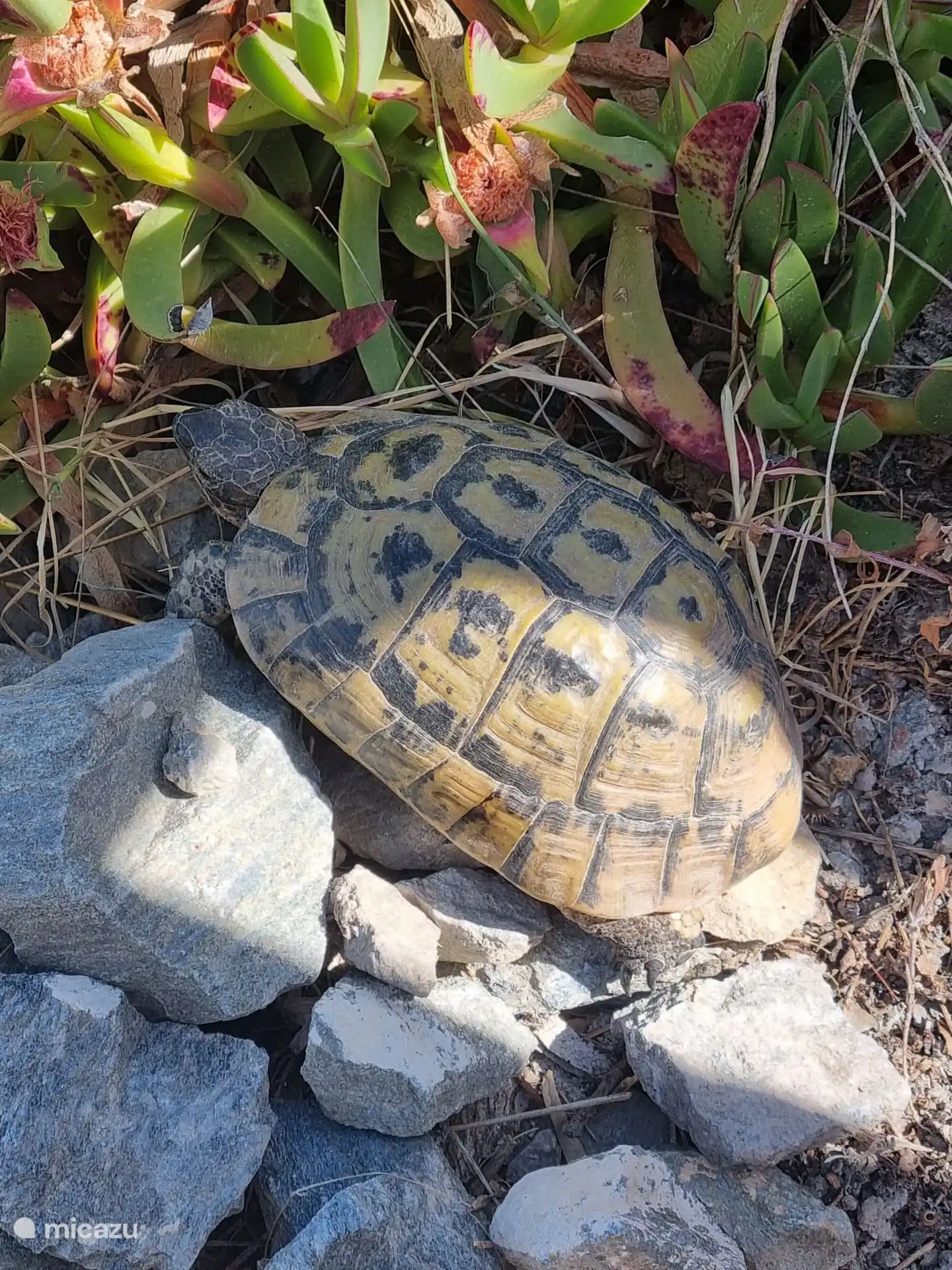 Schildkröten, man sieht sie überall herumschlurfen.