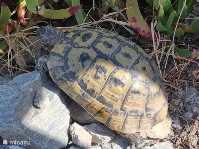 Casa Aqua Bendita  | Espagne, Costa Cálida, Aguilas - maison de vacances Les tortues, on les voit se déplacer partout.