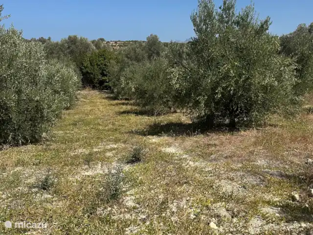 Villa Sichi | Grèce, Crète, Rethymnon - villa L’oliveraie.