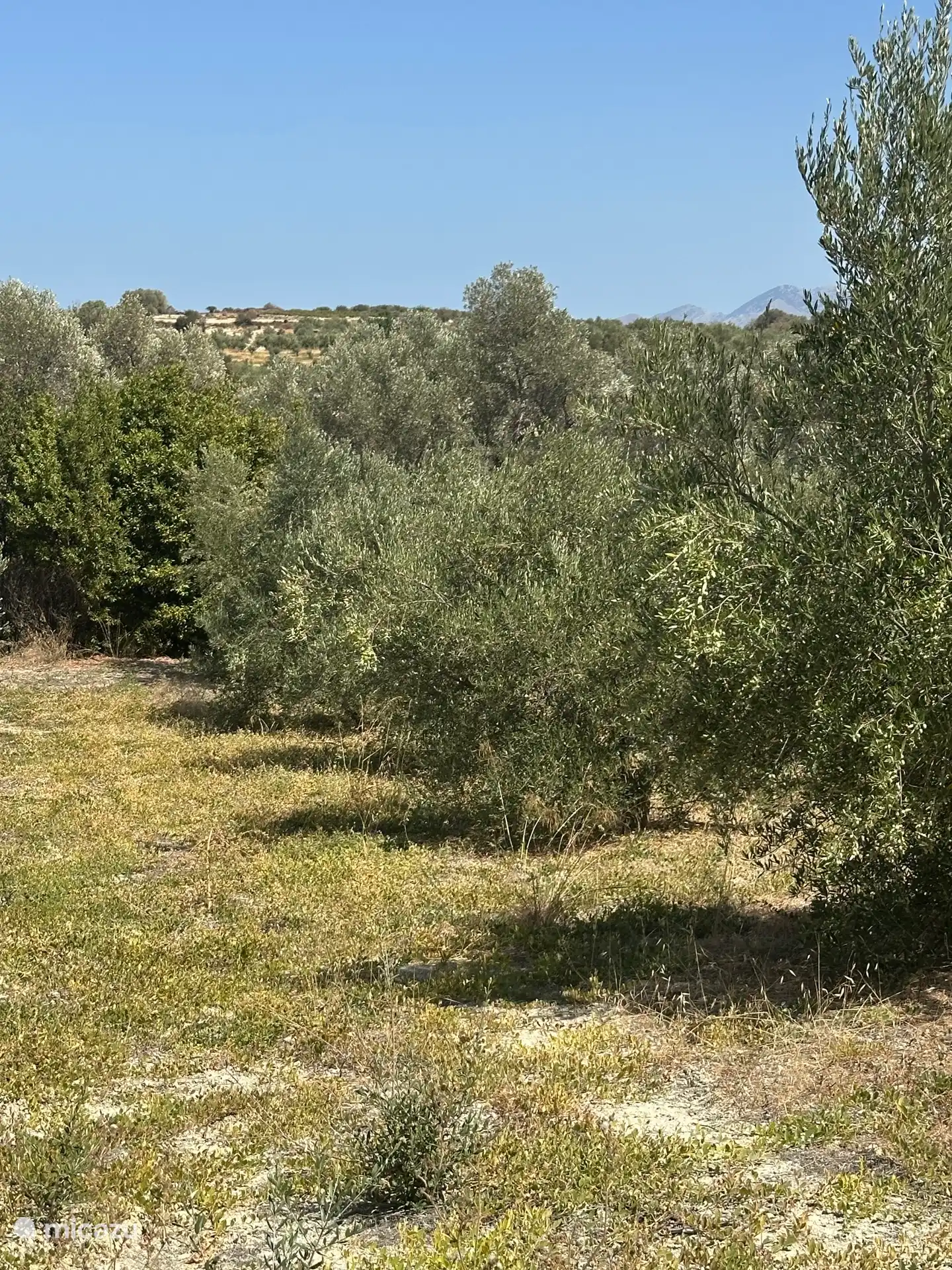 The olive grove.
