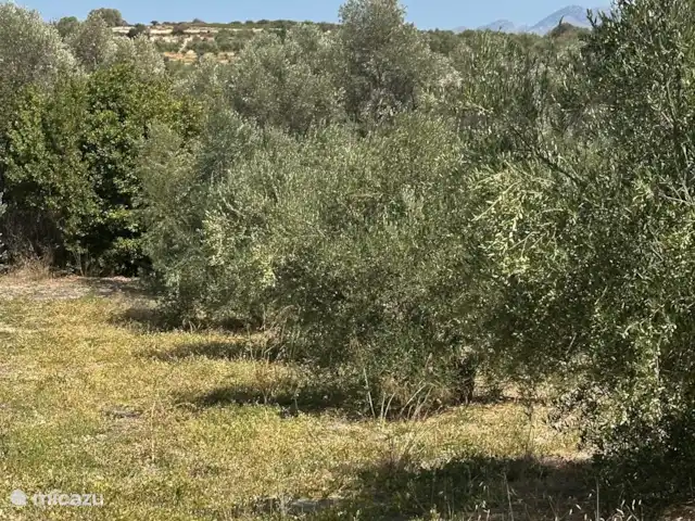Villa Sichi | Grèce, Crète, Rethymnon - villa L’oliveraie.