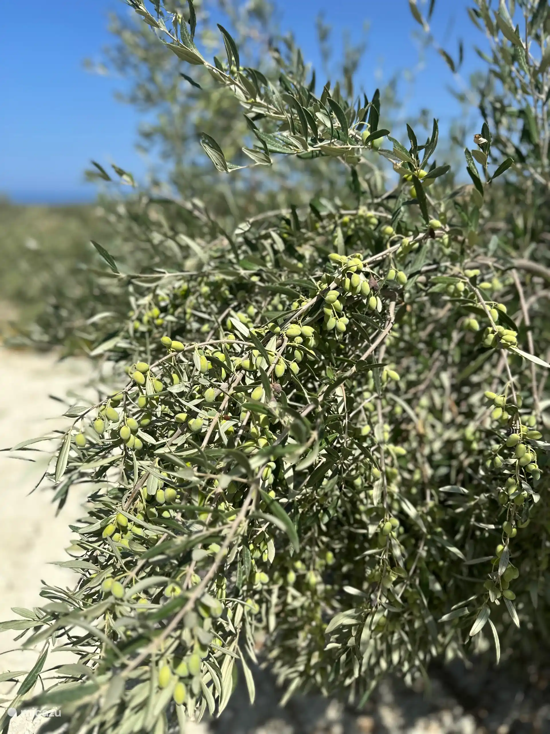 The olives are harvested in November.