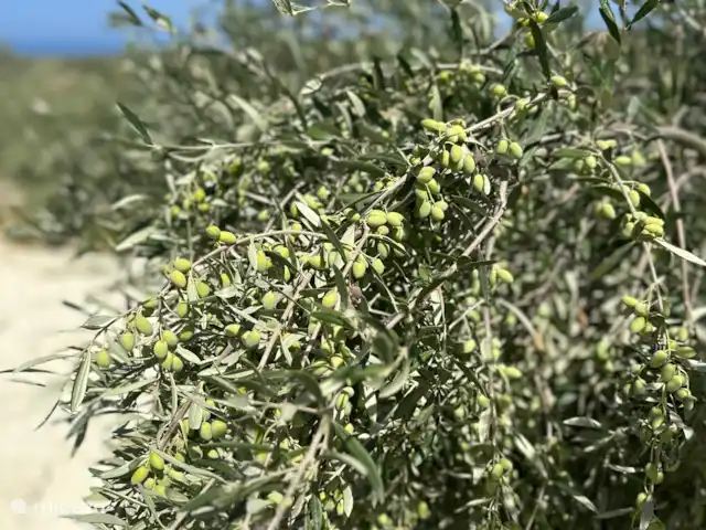 Villa Sichi | Grèce, Crète, Rethymnon - villa Les olives sont récoltées en novembre.