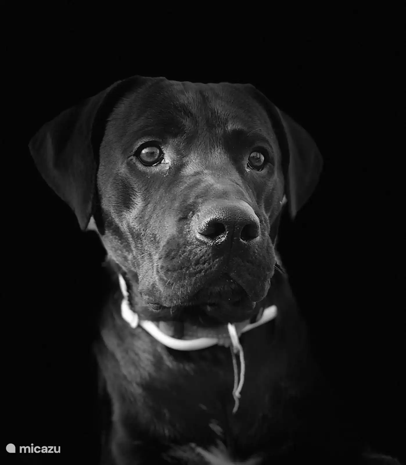 Ron - Leiter der Sicherheit