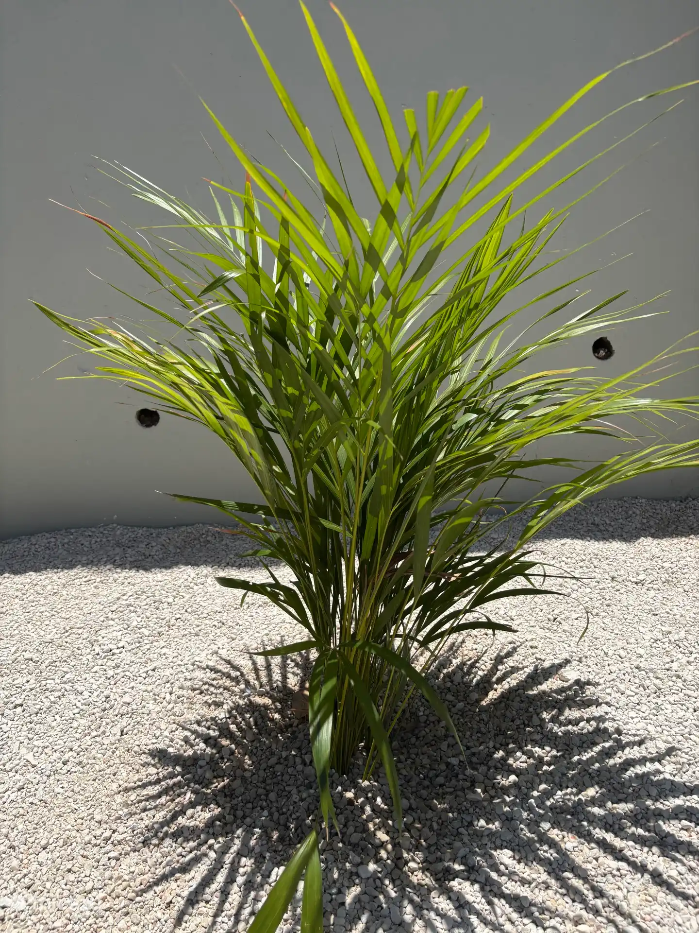 Eine junge Palme begrüßt Sie auf dem Parkplatz. 
