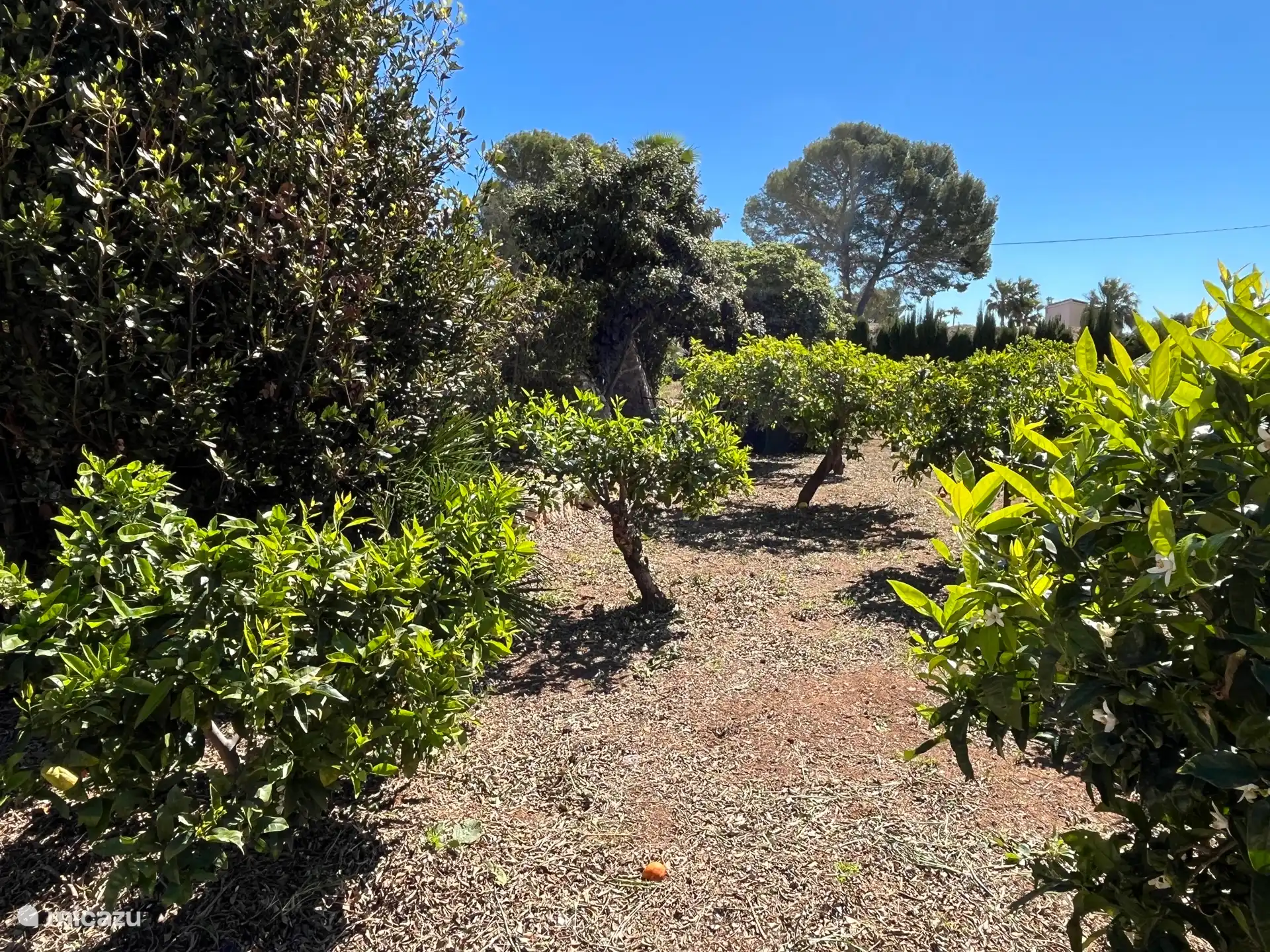Sinaasappelbomen in de tuin