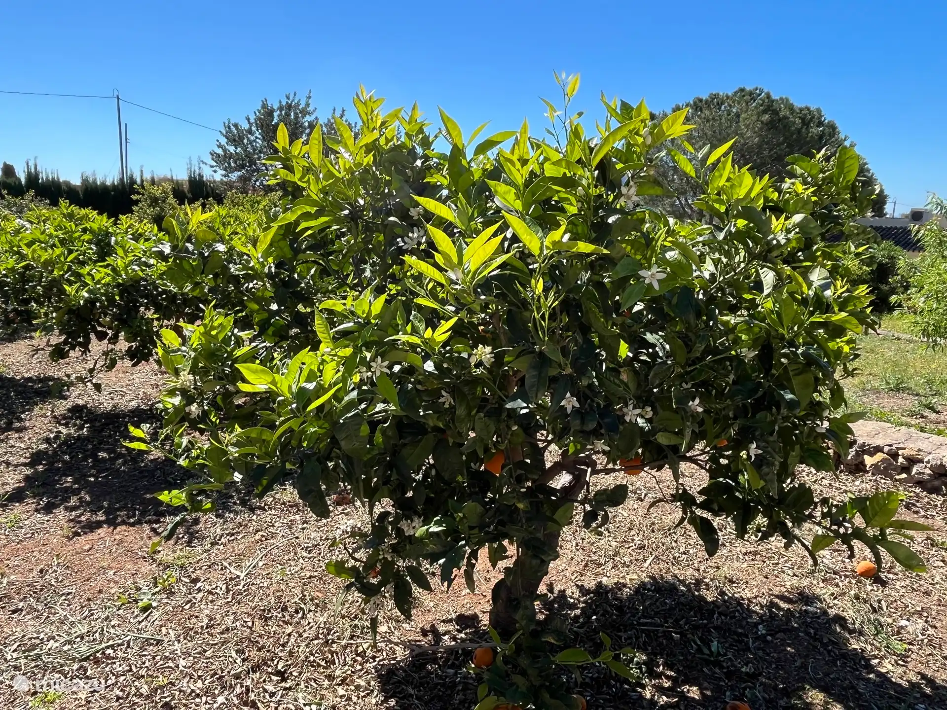 Geen geur is betoverender dan die van een sinaasappelbloesem (bloeit in april)
