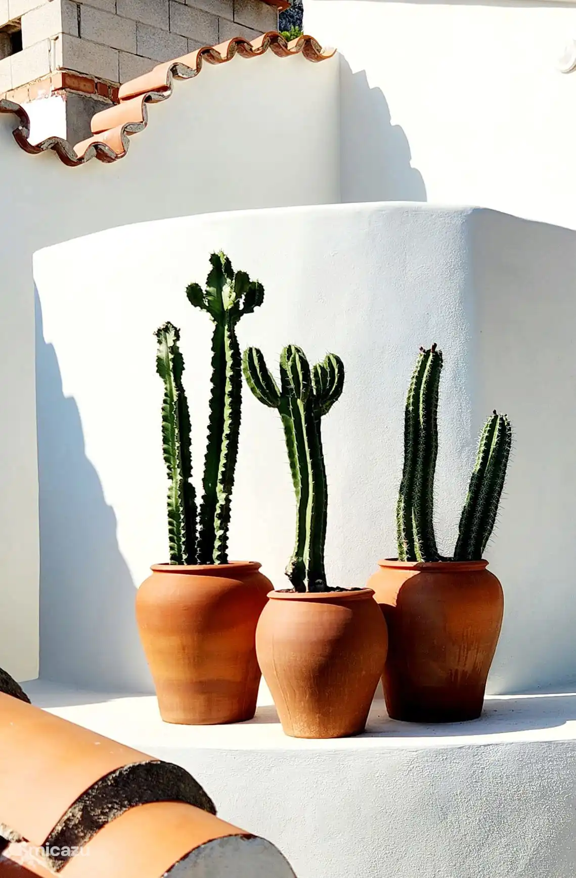 cactus bij buitendouche