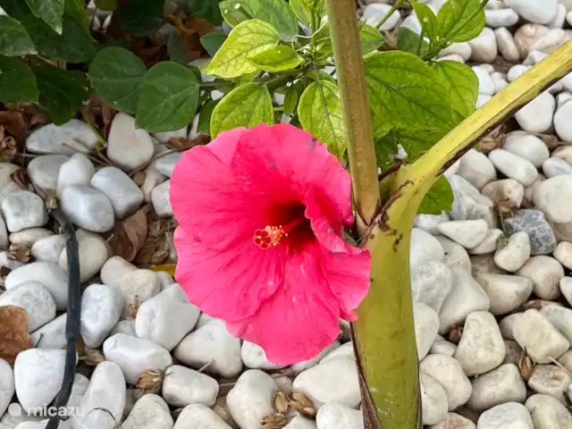 Ático Gloria con vistas al mar en España, Costa Cálida, Puerto de Mazarrón - penthouse Jardín de ambiente