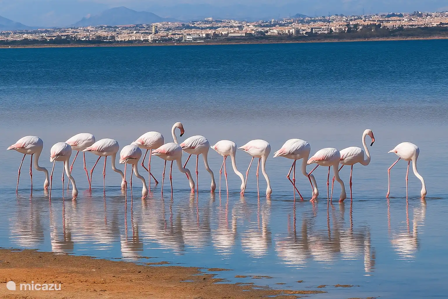 Salienas von Torrevieja und La Mata